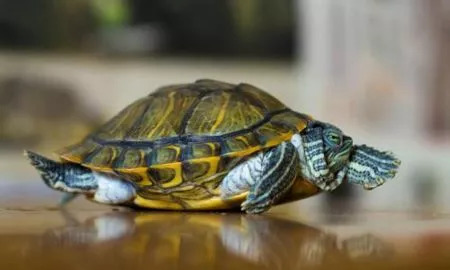 被猫抓伤咬伤可以不打针吗,人被可疑动物咬伤后如何处理伤口