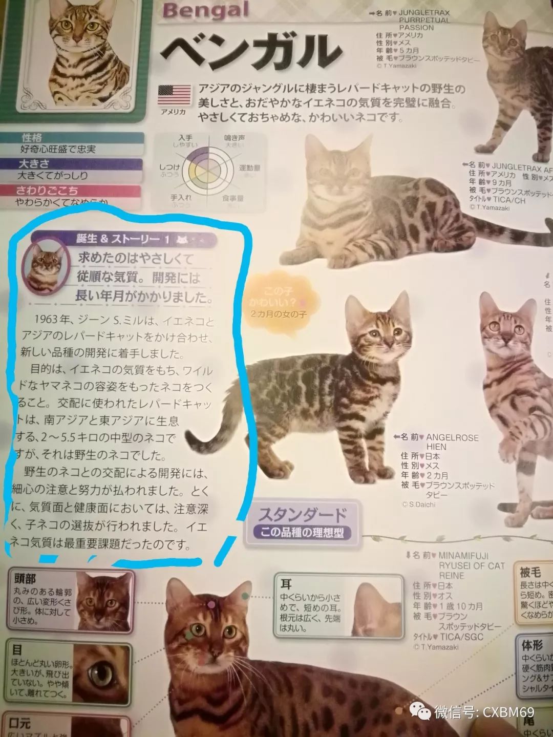 孟加拉豹猫哪个颜色最稀有,孟加拉豹猫纯种一般多少