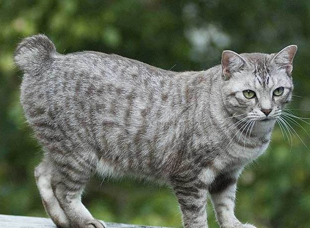 喵星人大图,喵星人大黄狗