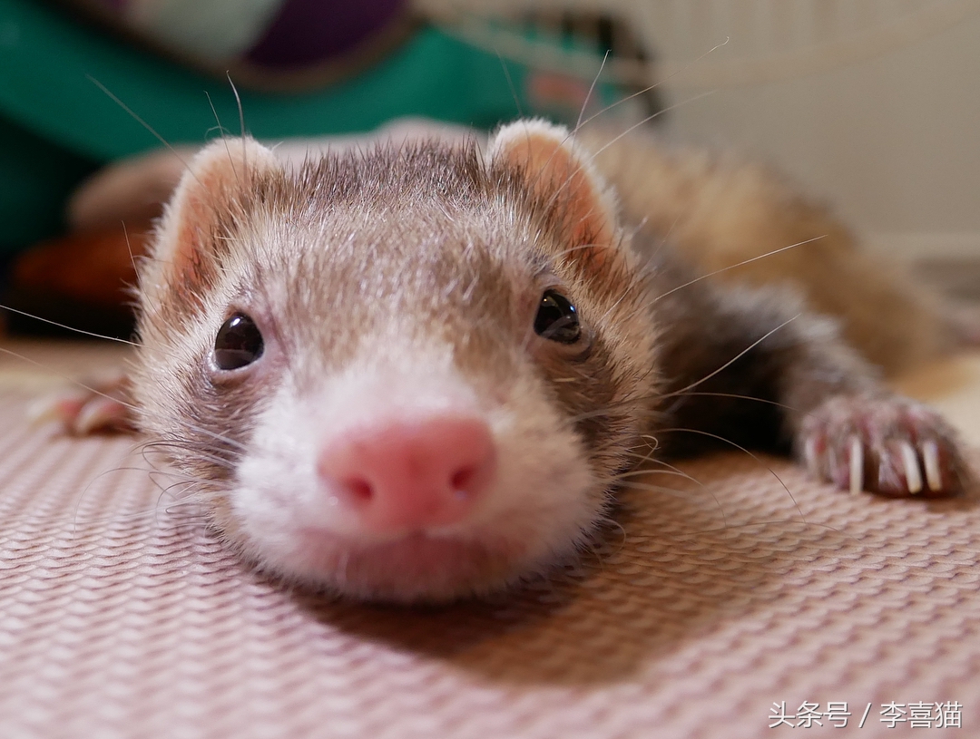 宠物貂宠物猫,宠物貂跟猫咪