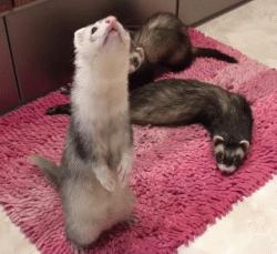 宠物貂宠物猫,宠物貂跟猫咪