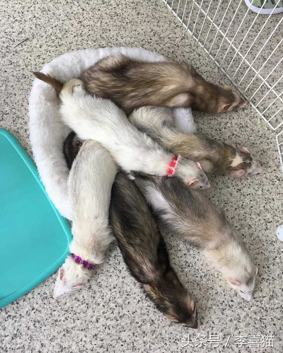 什么貂适合宠物猫咪,宠物貂跟猫咪