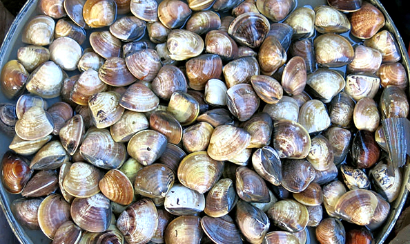 蛏子贝壳类海鲜,贝类海鲜有哪些毛蚶