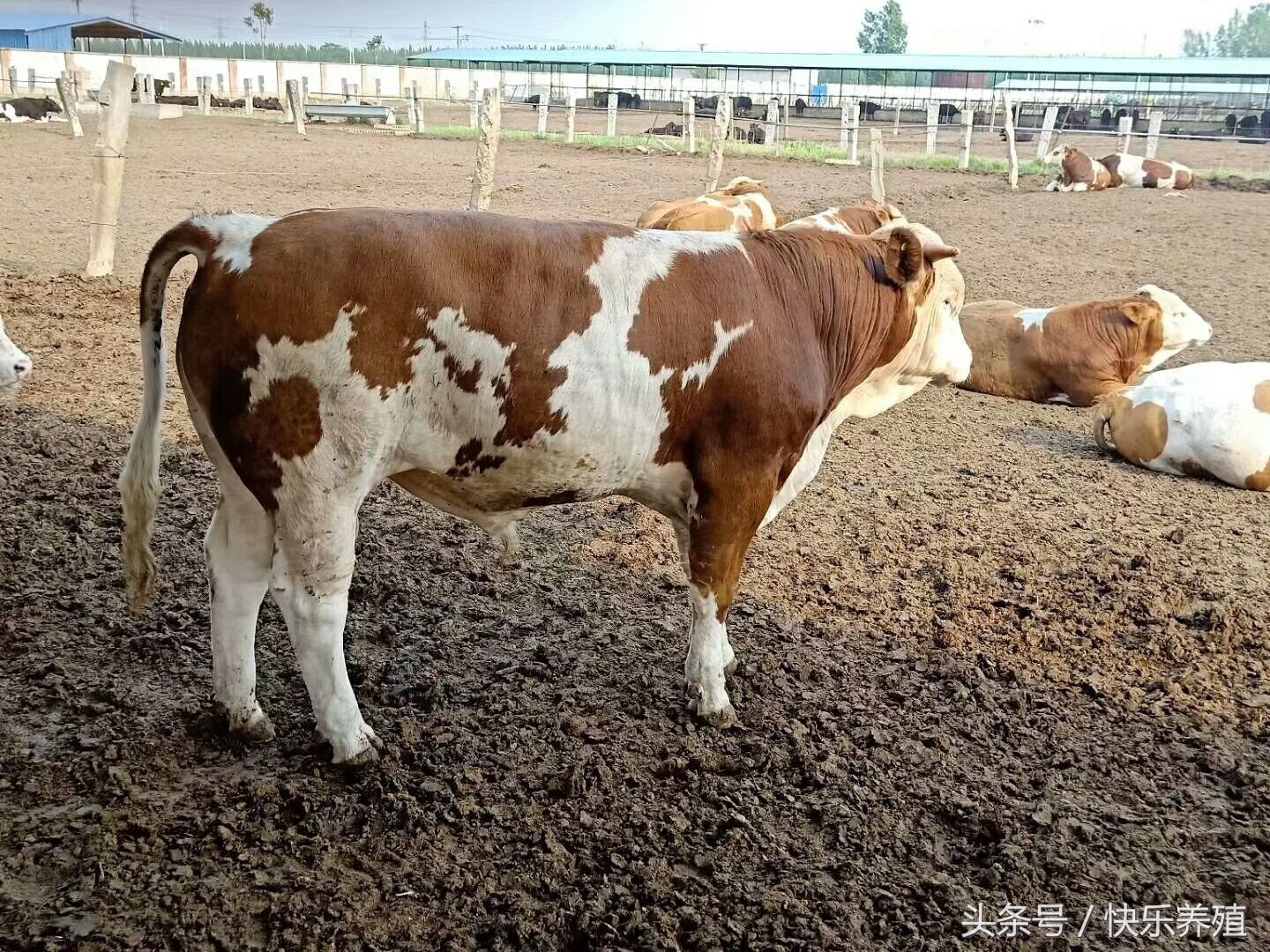 牛焦虫病为啥发黄,牛焦虫病最新消息