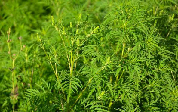 眼睛痒打喷嚏过敏怎么办,喷嚏鼻痒感冒吃什么药