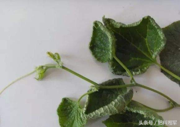 生长调节剂药害怎么办,调节剂用多了对果树有影响吗