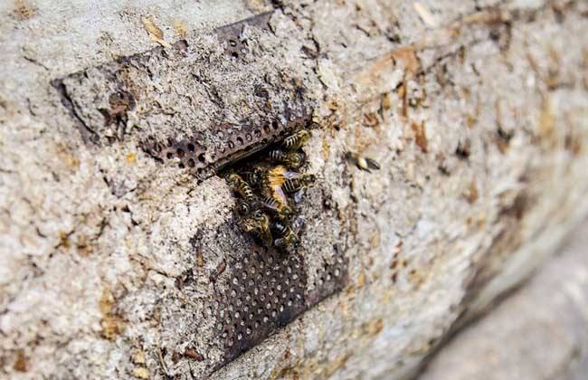 中蜂失王还会造脾吗,中蜂冬天失王怎样合群