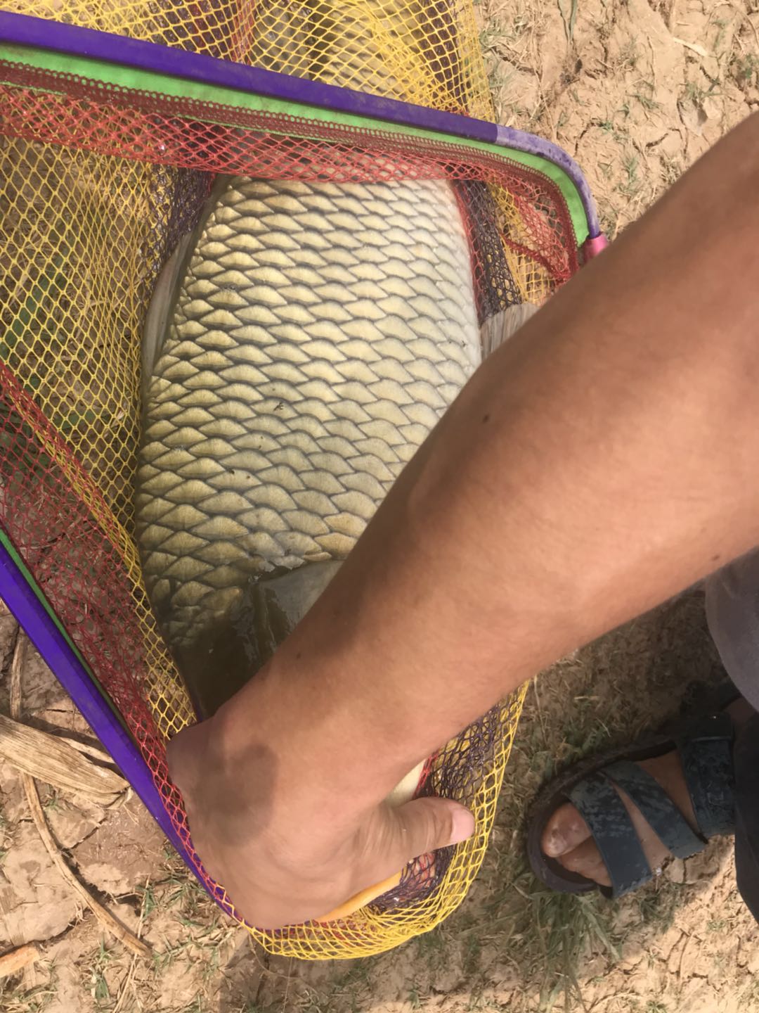 四川冬季野钓鲤鱼,野钓三四十斤鱼怎么样最好