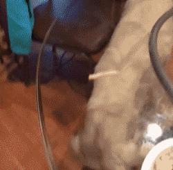 第一次见果子长在树干上真稀奇,逆天了金毛居然比边牧还厉害