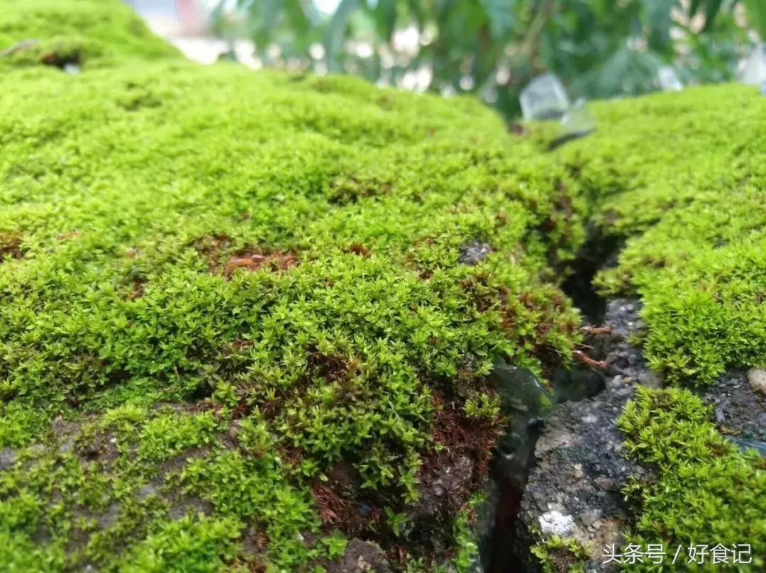 勐海县第一普洱茶,勐海茶厂最出名的茶