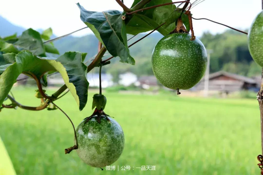 宋端宗、文天祥和红军都钟爱的明溪古村，我们有什么理由拒绝？