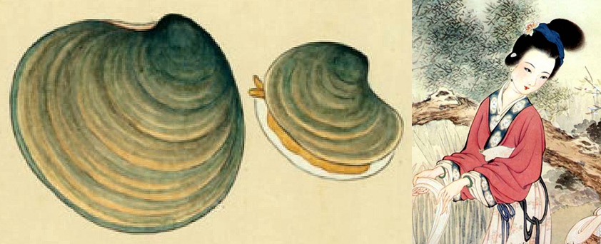 海边贝类种类,各种贝类的名称