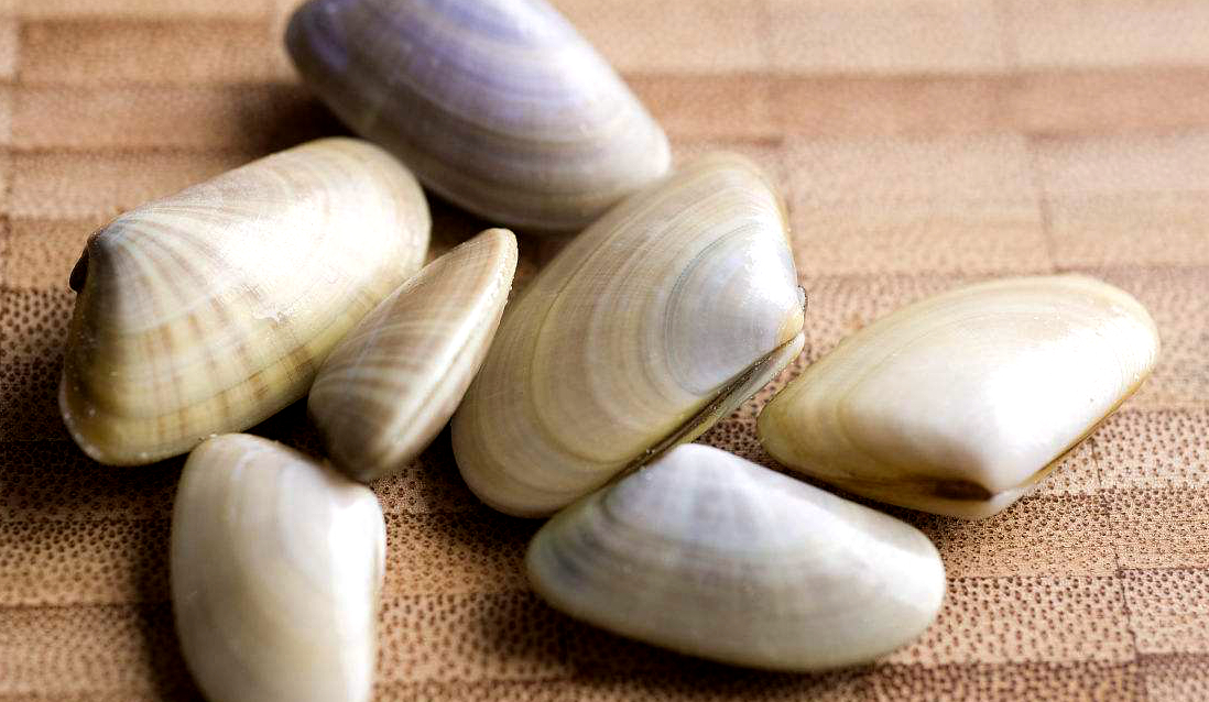 蛏子扇贝各种贝类如何区分,海鲜蛏的品种大全