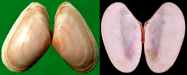 海边贝类种类,各种贝类的名称