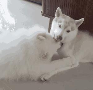 萨摩耶和哈士奇的“塑料情谊”，居然只持续了一秒……