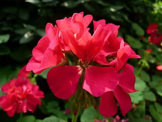 天竺葵病害一半叶枯萎,天竺葵常见的病虫害及防治方法