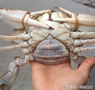 吃不完的梭子蟹怎么养起来,梭子蟹吃不习惯