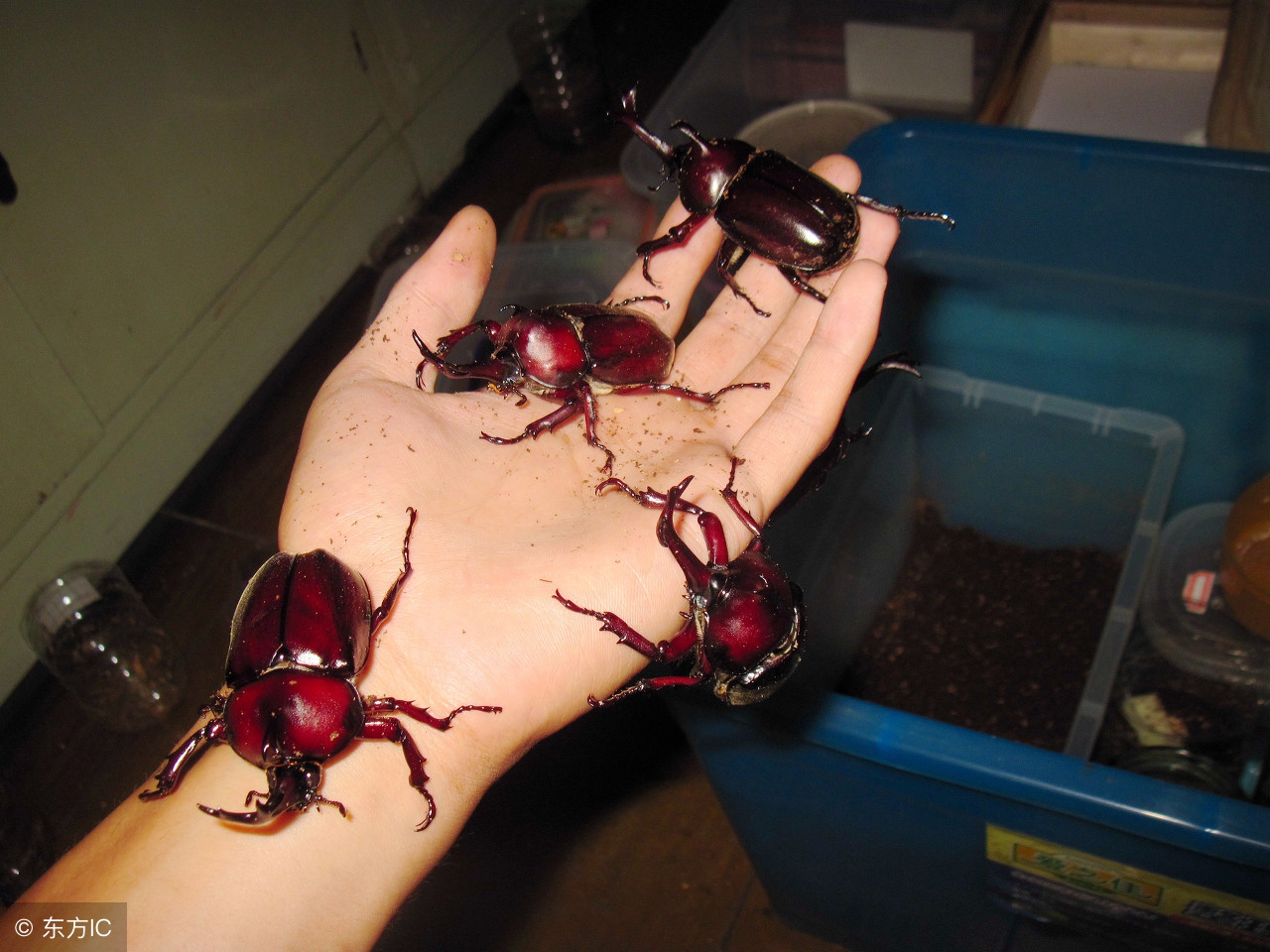 长着一个角的怪物叫什么,长着两个角的怪物