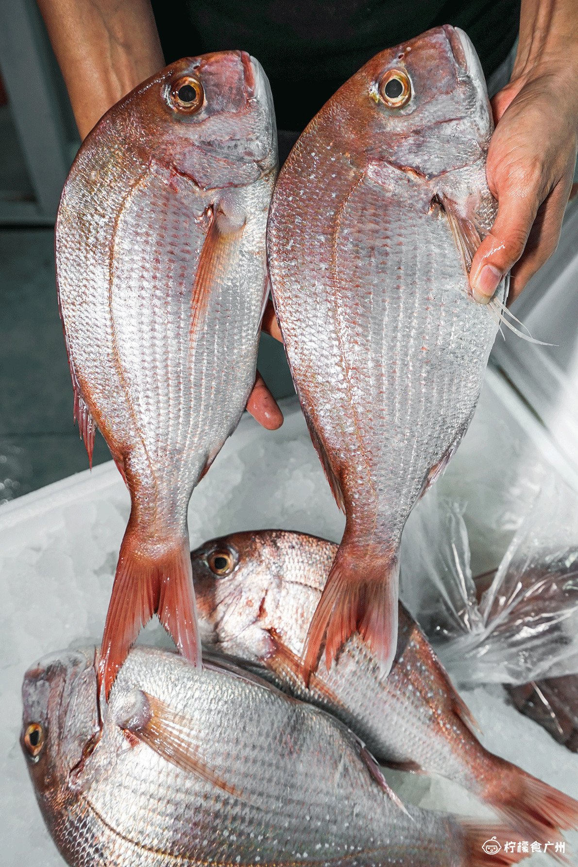 价值20w的金枪鱼,价值2k的蓝鳍金枪鱼