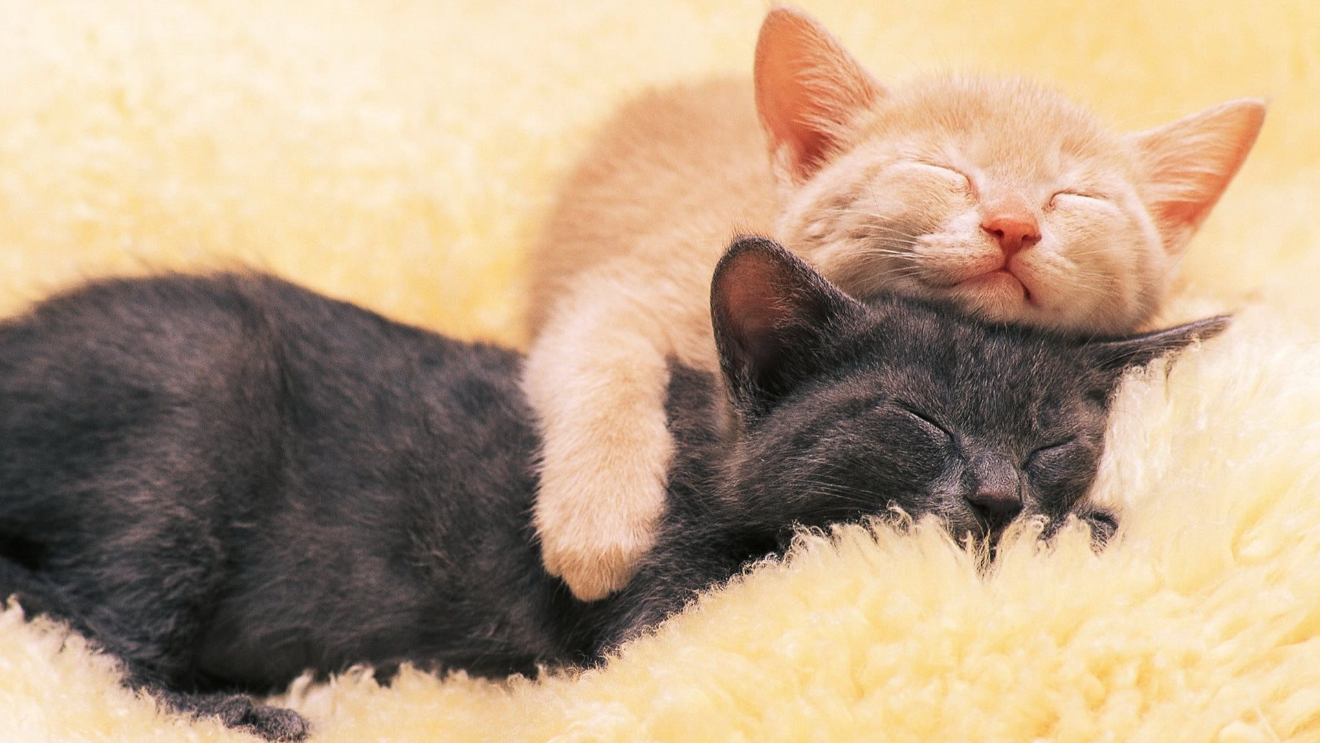 猫咪尿床被发现了应该怎么教育,猫咪尿床最有效的解决方法