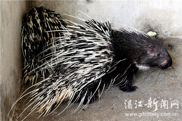 珍稀动物园锦江山,广东最珍稀动物园