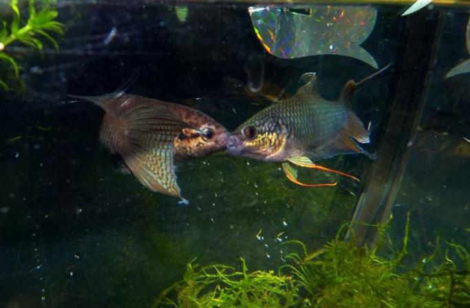 斗鱼观赏鱼繁殖过程,观赏斗鱼繁殖全过程