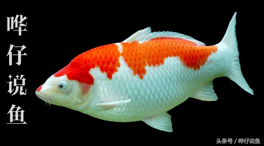 新手怎么养锦鲤才不会死,怎么才能养活锦鲤