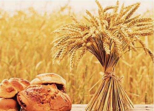 种植丝瓜一亩收入利润多少,大棚种植丝瓜一亩能赚多少钱