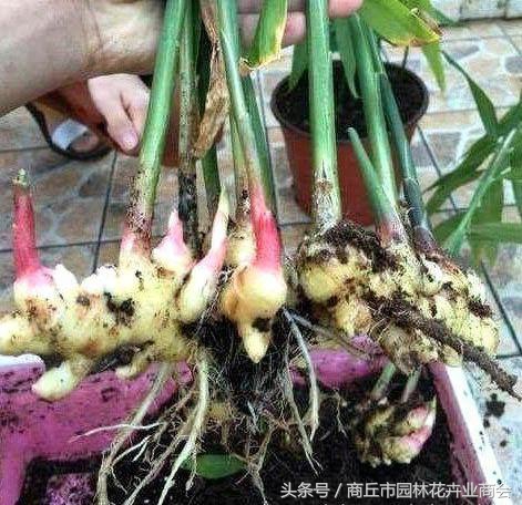 盆栽生姜到时候是不是必须挖起来,盆栽生姜如何才能高产
