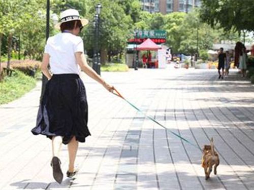 小狗刚到家怎么养柯基呢,小狗刚到家关笼子里一直叫怎么办