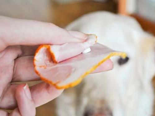 刚到家的小狗要熬过几天的危险期,刚买回来的小狗应该怎么养