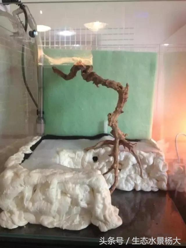 自己动手做水陆缸需要多少钱,第一次做缸视频教程