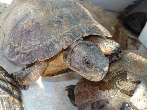 齿缘龟的正确养殖方法,齿缘龟最佳水养方法