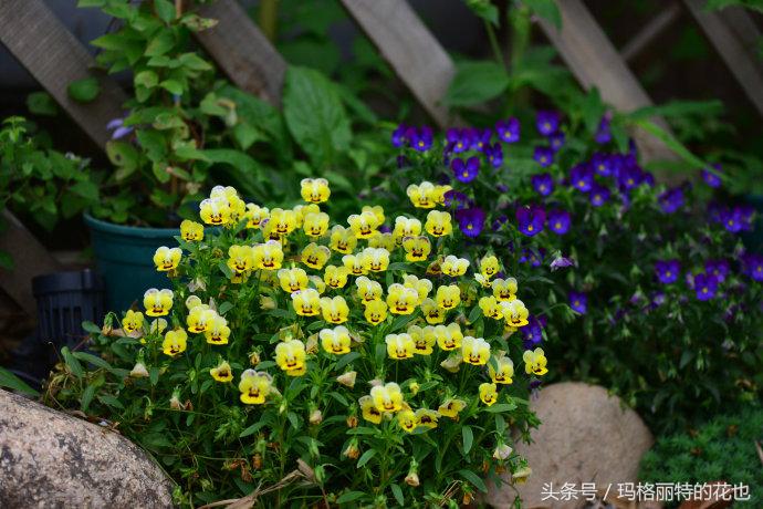 开满鲜花的小路教学设计一等奖,园丁培植万朵花