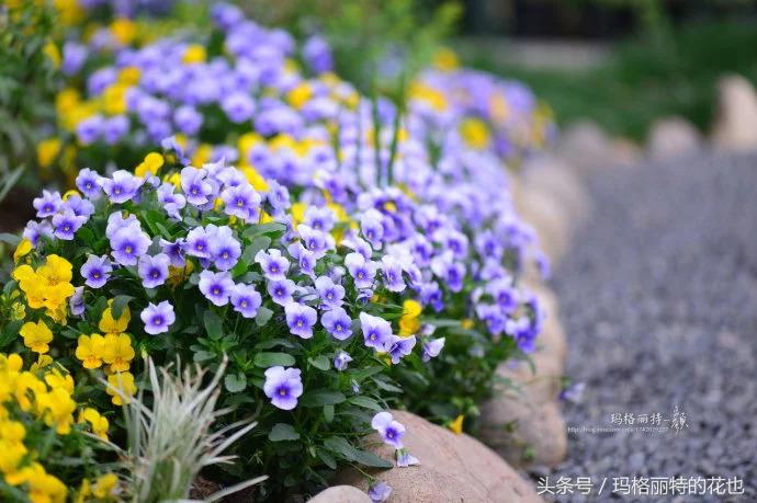 园丁修剪灌木,开满鲜花的小路教学设计一等奖