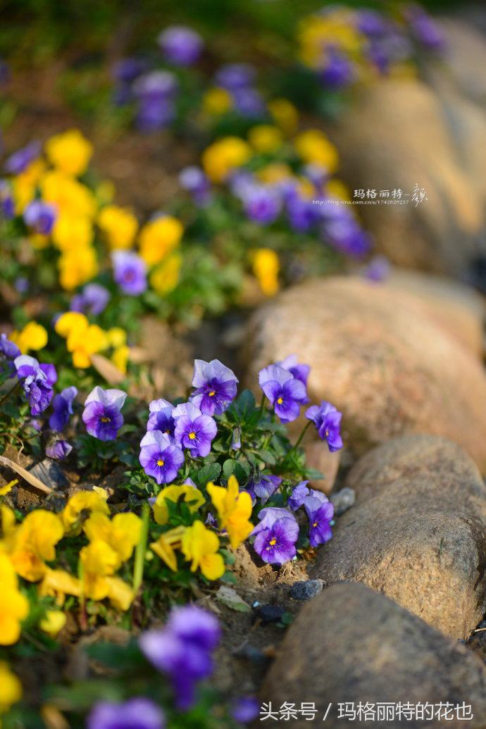 开满鲜花的小路教学设计一等奖,园丁培植万朵花