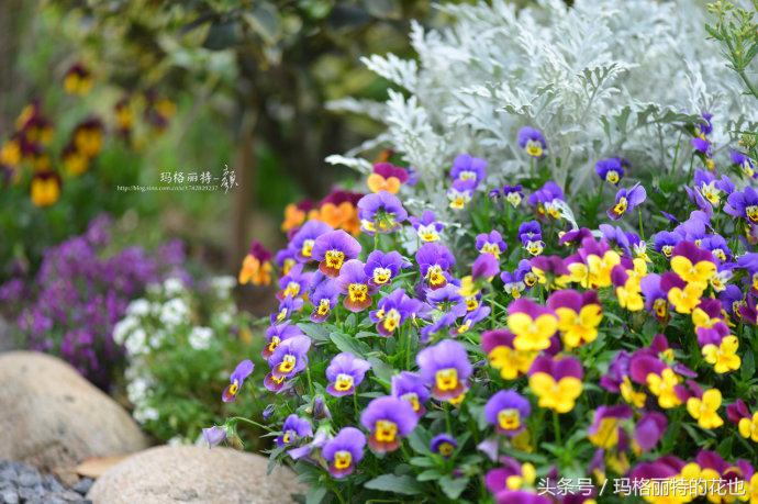 开满鲜花的小路教学设计一等奖,园丁培植万朵花