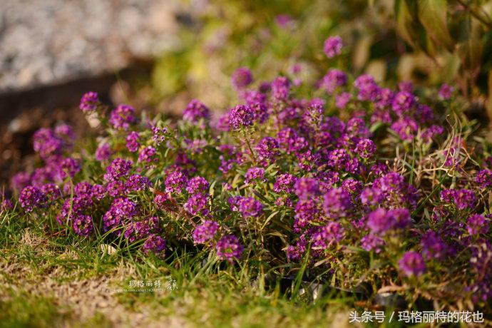开满鲜花的小路教学设计一等奖,园丁培植万朵花