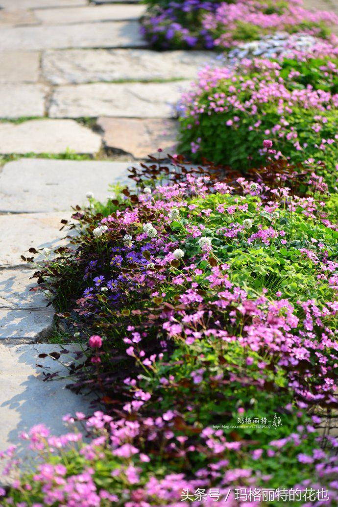 开满鲜花的小路教学设计一等奖,园丁培植万朵花