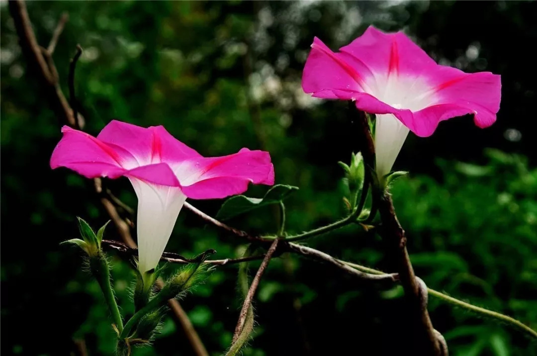 管恩锋简介,管恩锋品读好诗词