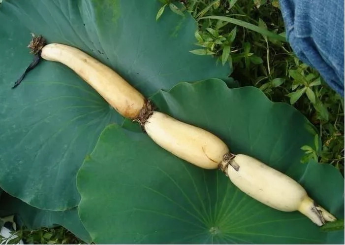 管恩锋简介,管恩锋品读好诗词