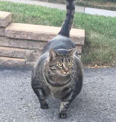 养猫篇-如何把猫养胖养肥养得白白胖胖!