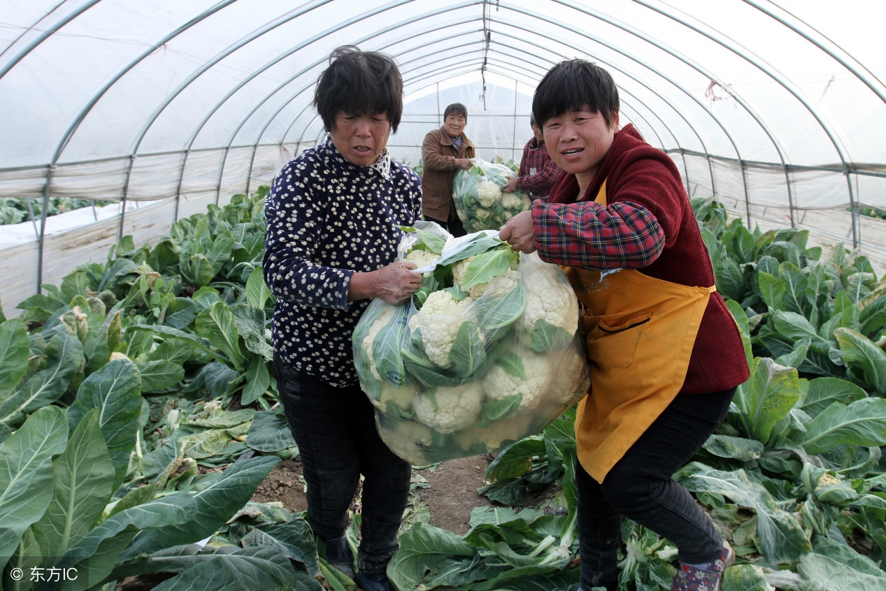 既要防虫又要安全，花菜常见病虫害怎么防治？有个用药指南！