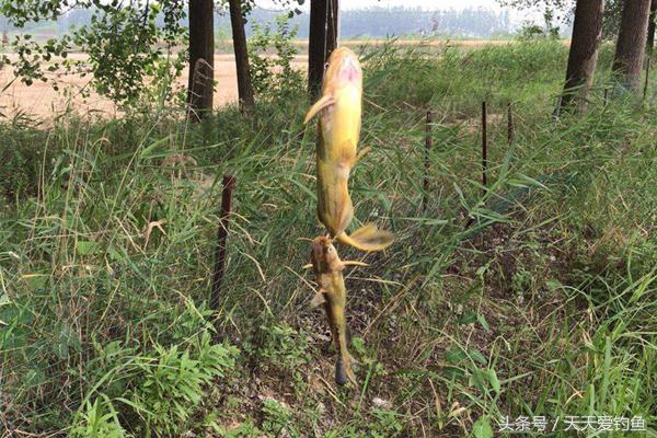 黄颡鱼用什么饵料开饵,黄颡鱼夏季用什么饵最好