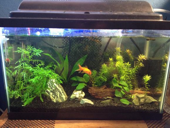 「龟龟环境篇」沼泽过滤(bogfilter):一种原生态水处理技术