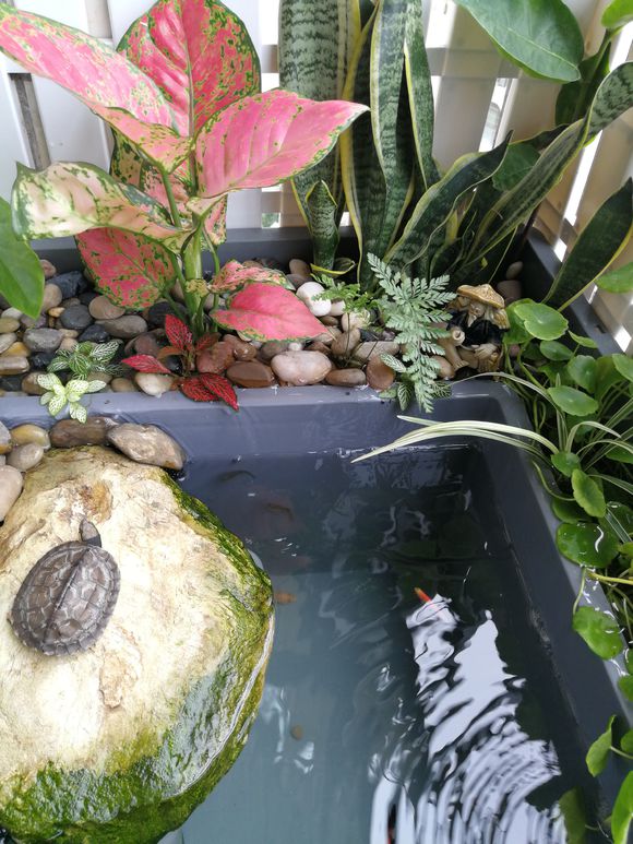 龟缸沼泽过滤系统视频,龟池沼泽过滤