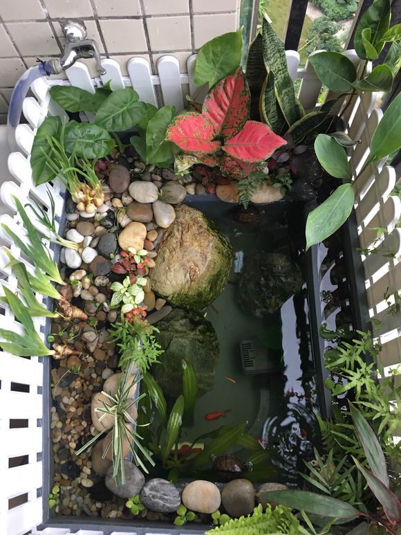 龟缸沼泽过滤系统视频,龟池沼泽过滤