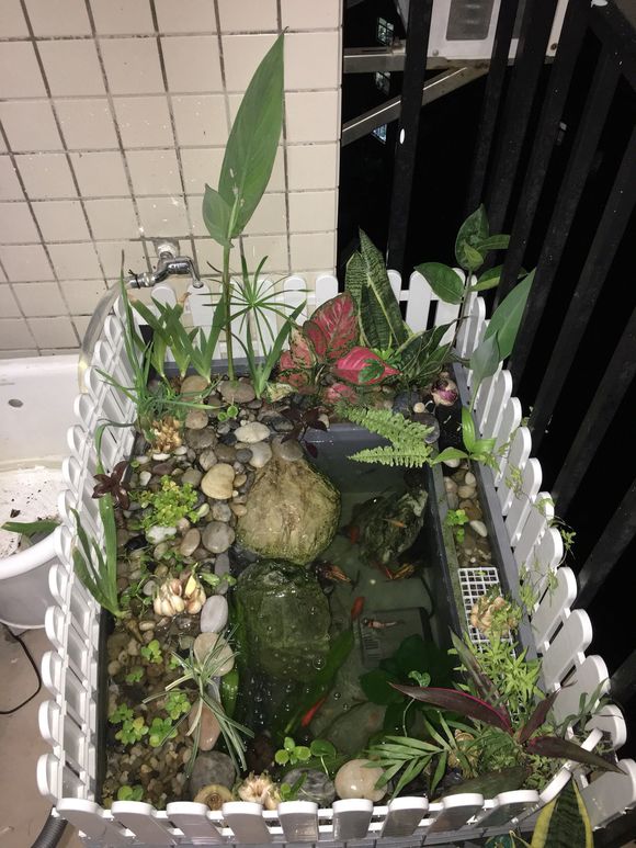 「龟龟环境篇」沼泽过滤(bogfilter):一种原生态水处理技术