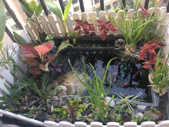 龟缸沼泽过滤系统视频,龟池沼泽过滤