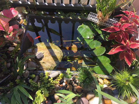 龟缸沼泽过滤系统视频,龟池沼泽过滤